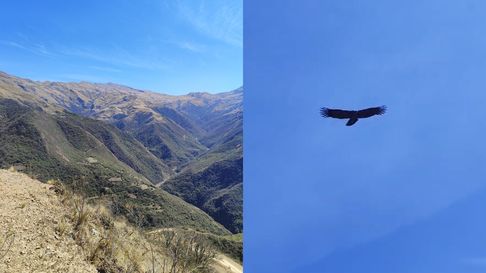 Todo Jujuy | Cóndor en Jujuy.jpg