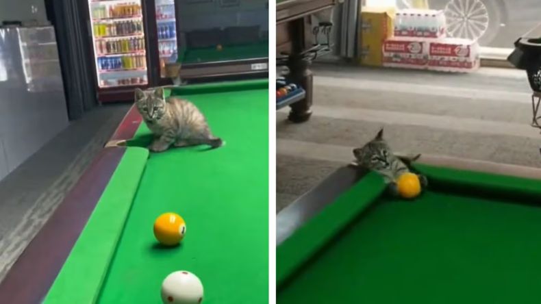 Gastó más de 8.000 dólares para parecerse a un gato y ahora se arrepiente.