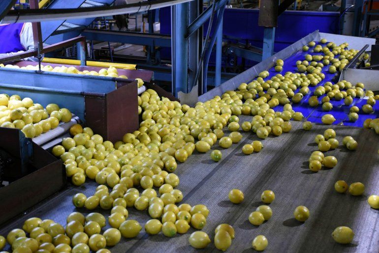 En los últimos años Ledesma fue la principal exportadora de limones de la Argentina.