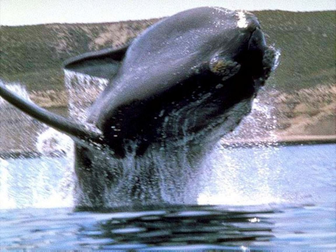 Ballena