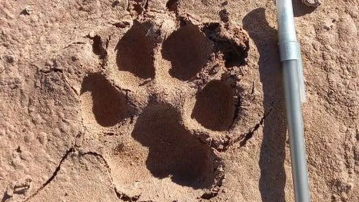 Perros atacaron a más de 40 animales de productores de Maimará