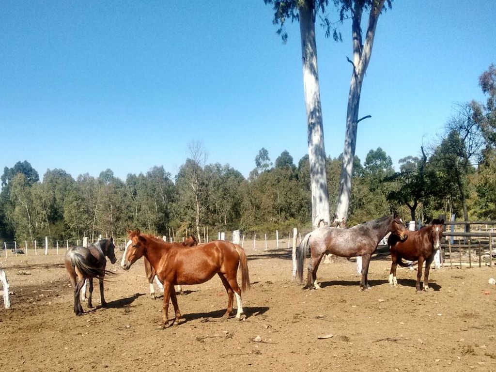 Caballos secuestrados