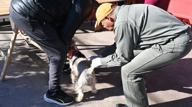 Campaña de Vacunación Antirrábica en San Salvador de Jujuy