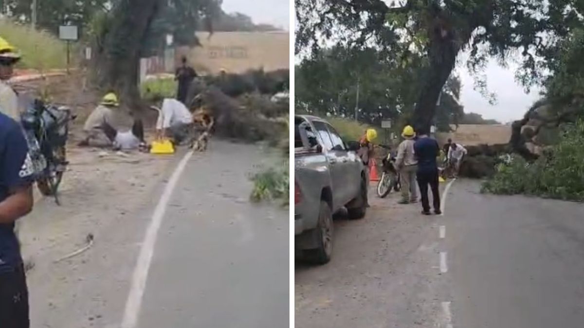 un árbol cayó sobre un motociclista en Alto La Viña un árbol cayó sobre un motociclista en Alto La Viña