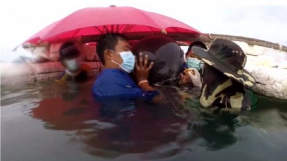 Una ballena murió en la costa de Tailandia después de tragar más de 80 bolsas de plástico