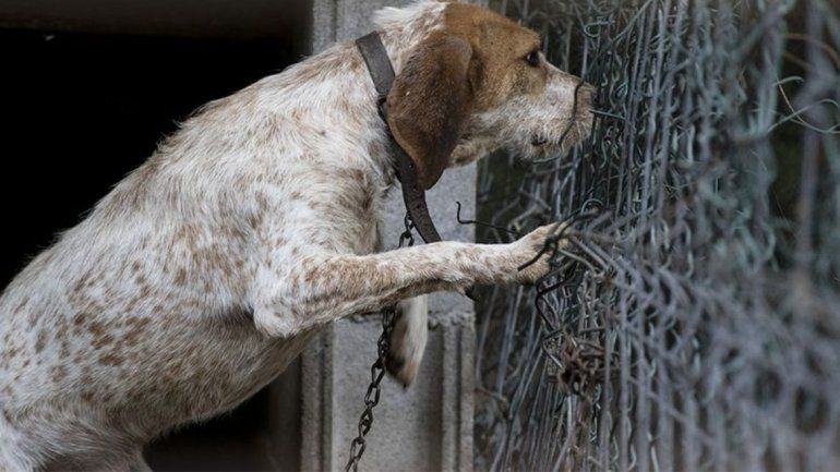 En Jujuy se registran gran cantidad de casos de violencia hacia las mascotas principalmente a los perros. (imagen ilustrativa)