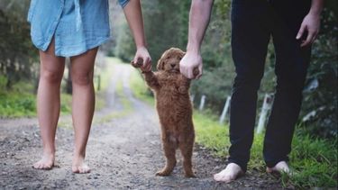 Muchas parejas elijen tener mascotas pero no criar un hijo.
