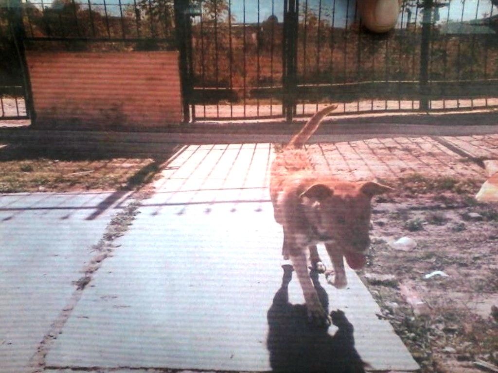 Este era Junior el perrito que mataron