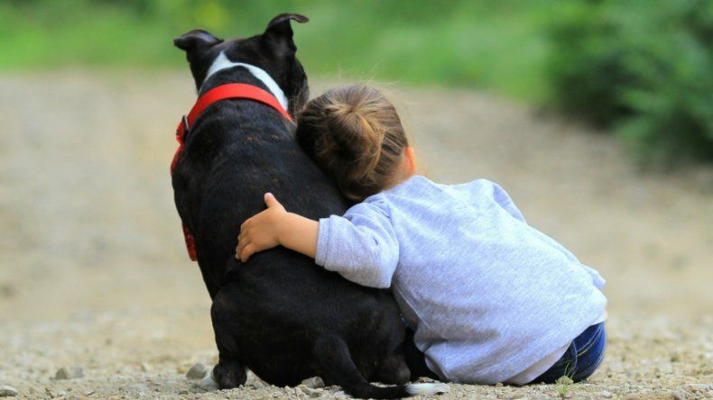 Los perros también podrían recibir beneficios del aceite de cannabis