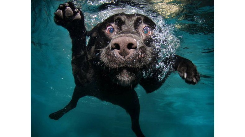 Perros acalorados