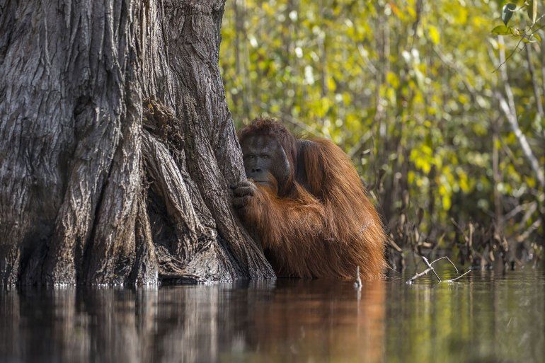 Un orangután macho observa desde atrás de un árbol mientras cruza un río en Borneo, Indonesia. El cultivo desenfrenado de aceite de palma amenaza a este simio críticamente amenazado, obligando a las especies arbóreas a recurrir a comportamientos inusuales -como vadear ríos infestados de cocodrilos- para sobrevivir.