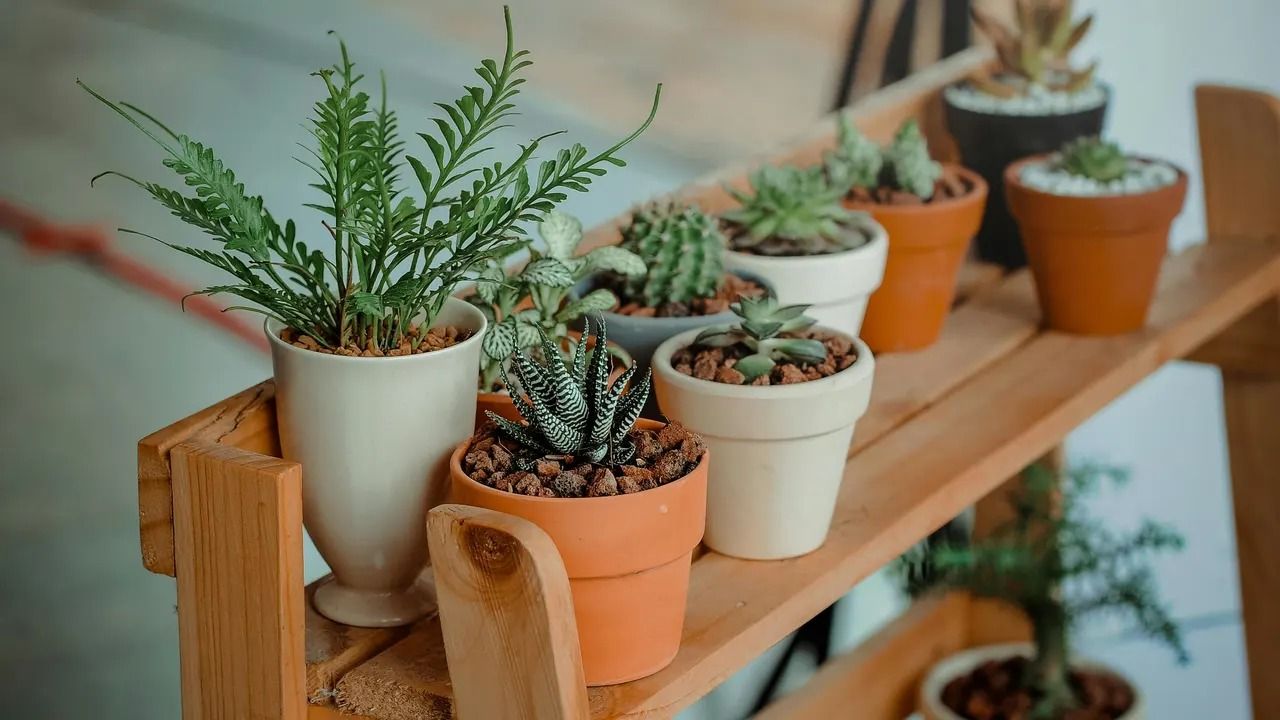 Las mejores plantas para combatir el estrés y la ansiedad.&nbsp;