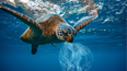 Las tortugas son unas de las principales afectadas por las bolsas plásticas en el agua.