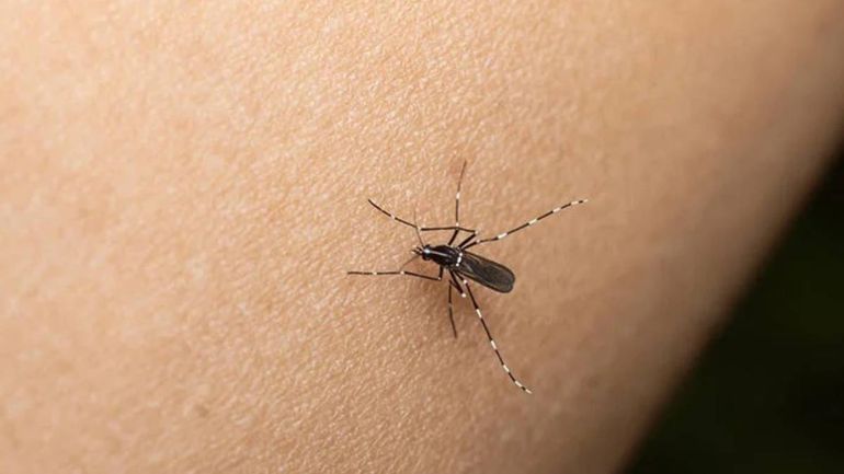 Brote de dengue. Brote de dengue.