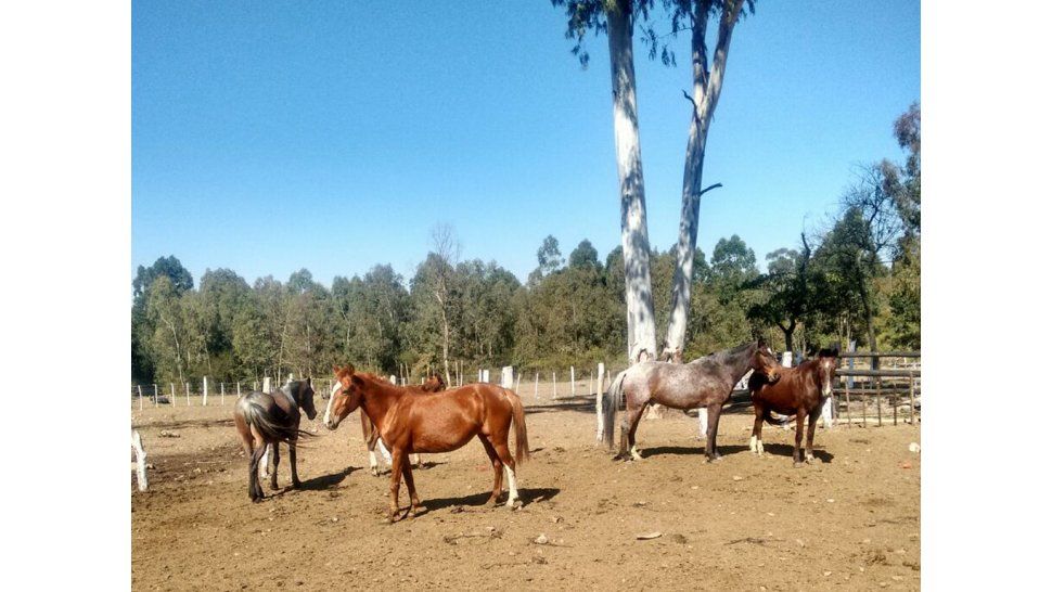 Imprudencia: Secuestraron trece animales sueltos en la vía pública