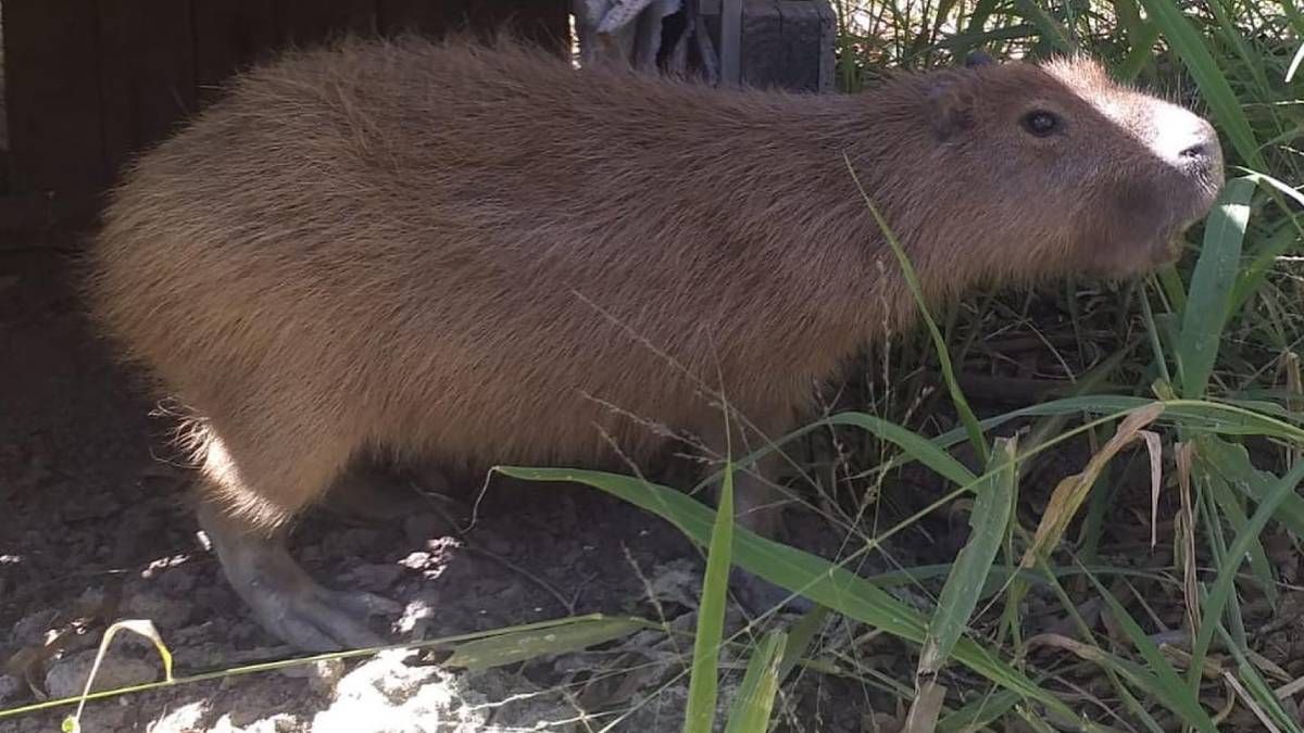 Rescataron a un carpincho que estuvo en cautiverio en San Pedro de Jujuy