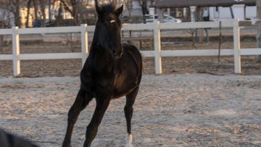 Presentaron al primer caballo clonado para deportes en China.&nbsp;