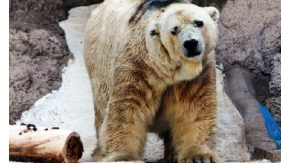 Oso Arturo