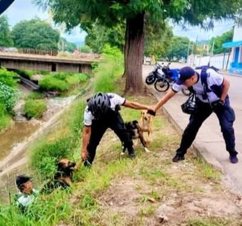 Rescataron a tres perros atrapados en un cauce de agua en San Pedro de Jujuy