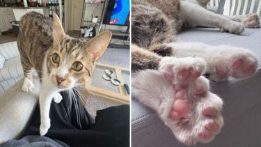 Toby, el gato viral de 28 dedos que entró en el Guinness World Records. Toby, el gato viral de 28 dedos que entró en el Guinness World Records.
