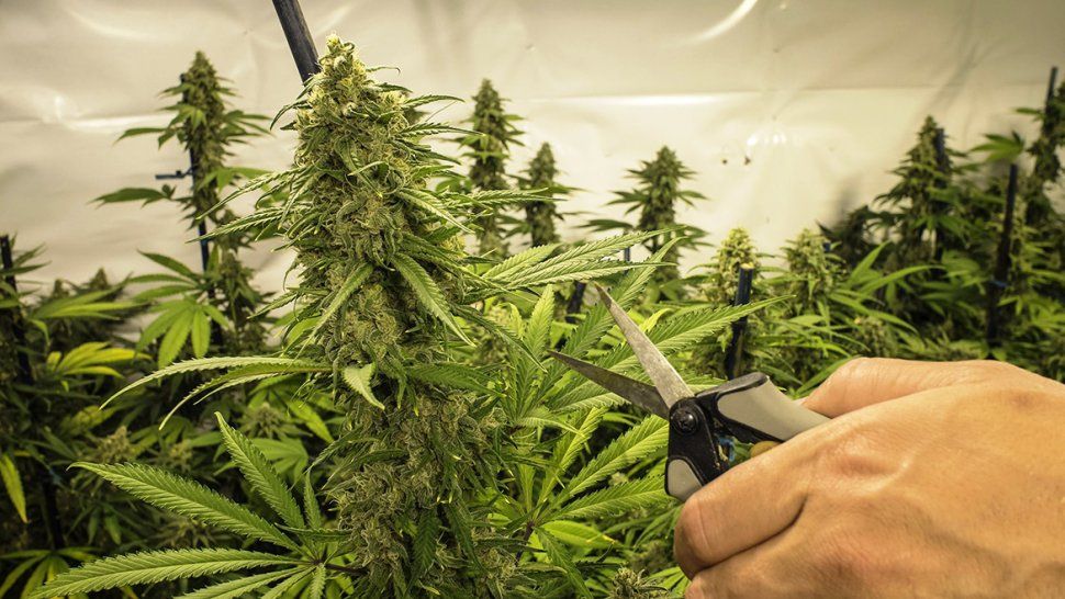 Seguridad de Nación aprobó el plan de cultivo de cannabis medicinal del gobierno de Jujuy