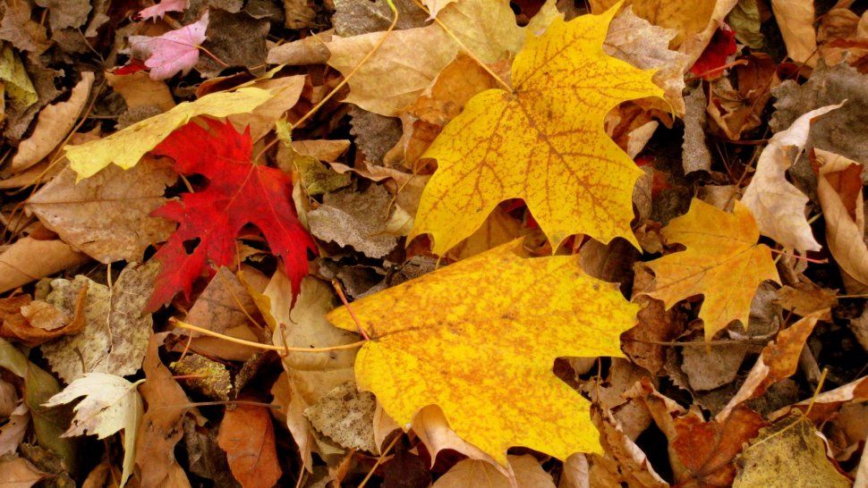 El otoño llegó más temprano y con bajas temperaturas