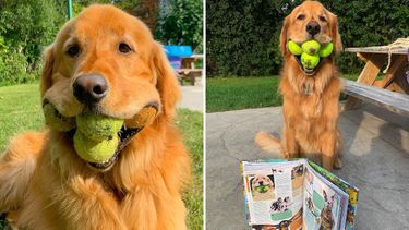 Así es la vida del perro que alcanzó un insólito récord: sostener 6 pelotas de tenis a la vez.