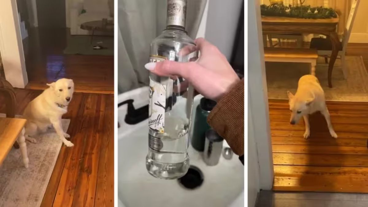 El video del perro obtuvo más de 32 millones de reproducciones en TikTok y 5 millones de likes.