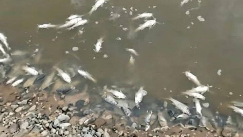 Tucumán: denuncian una masiva mortandad de peces en el río Salí