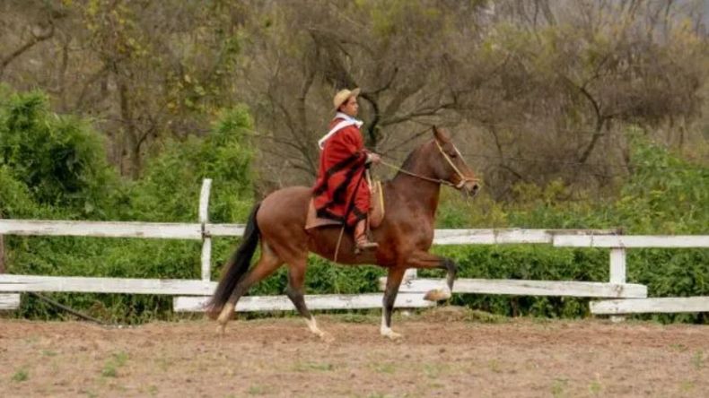 Caballo Peruano de paso - Imagen de archivo&nbsp;