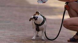 Es importante controlar a las mascotas en los días de altas temperaturas, ya que pueden sufrir un golpe de calor.
