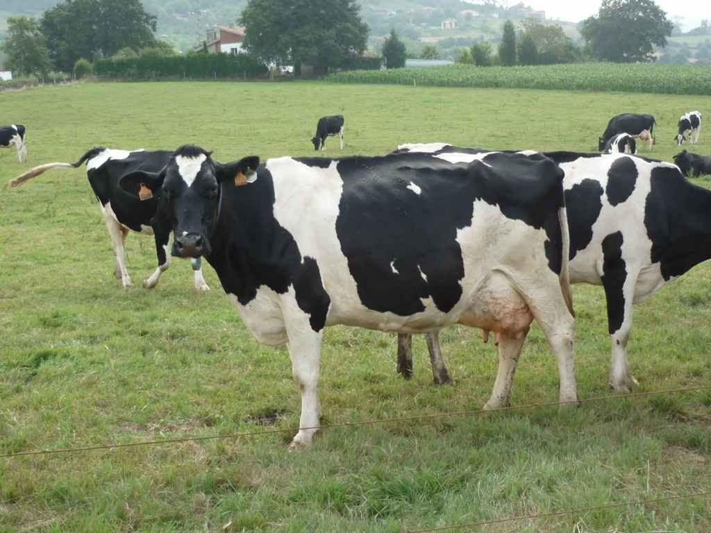 Ganado
