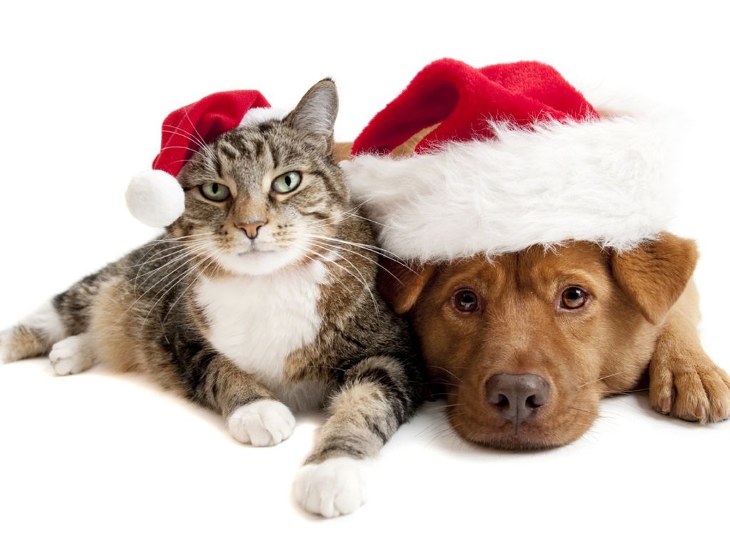 ¿Perros y gatos sufren por igual?
