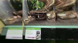 Un zoológico exhibió un bolso de piel de cocodrilo en lugar del animal.&nbsp;