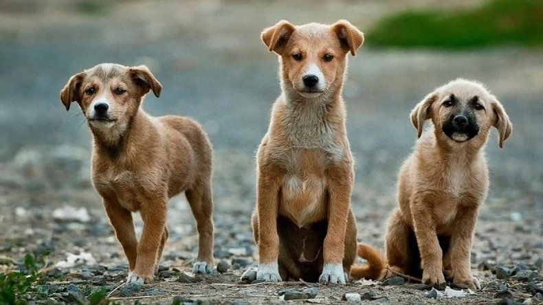 Mascotas.