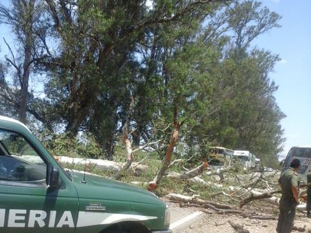 Árbol caído sobre Ruta 34