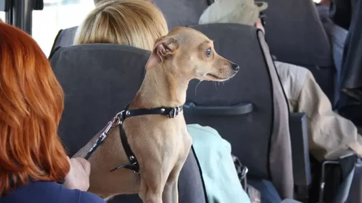Estará permitido viajar con mascotas en colectivos de larga distancia: todos los requisitos