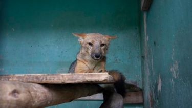 Una familia compró un perro y le vendieron un zorro. Las autoridades se encuentran buscando al animal, que está causando revuelo por todo el barrio.