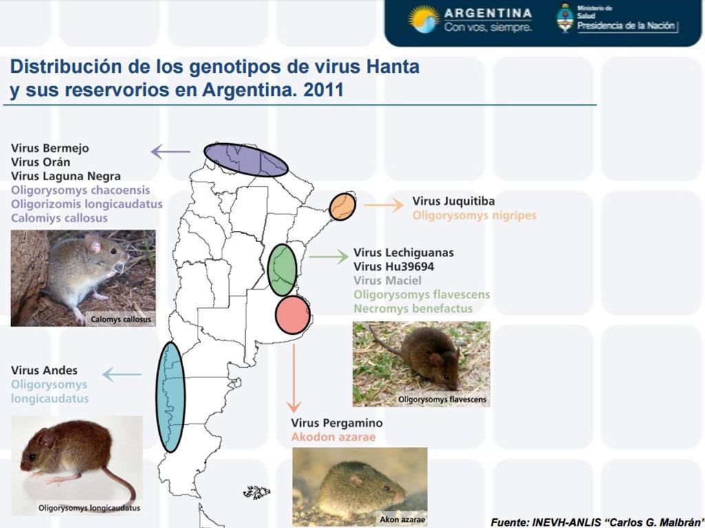 Hantavirus todo lo que tenés que saber