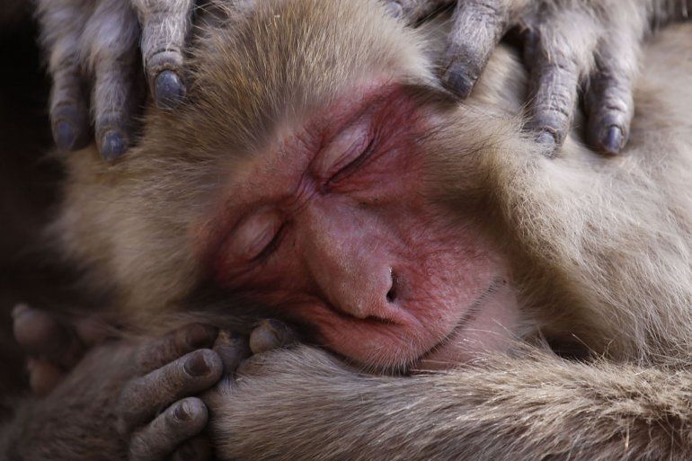 Un macaco japonés descansa en las orillas de las famosas aguas termales.