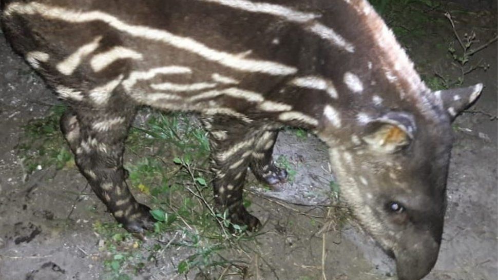 En Calilegua: Rescataron a un tapir que cayó a un canal de riego