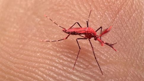 Todo Jujuy | mosquito rojo .jpg