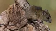 hantavirus: que dijo un infectologo jujeno sobre la variante que se transmite entre personas