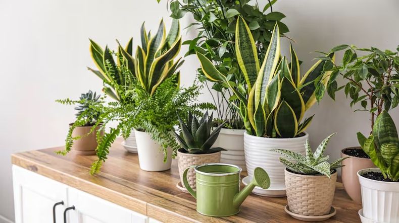 Cuáles son las mejores plantas para combatir la humedad.