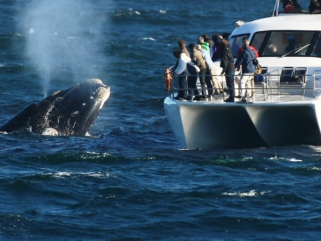 Avistaje de ballenas