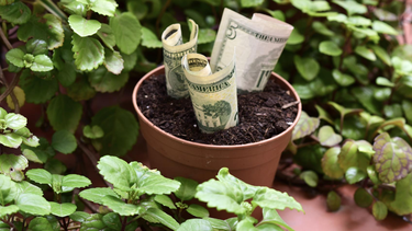 Cuáles son las plantas para atraer dinero y buena suerte.&nbsp;