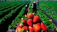 como afectan las heladas a la produccion de frutillas en jujuy