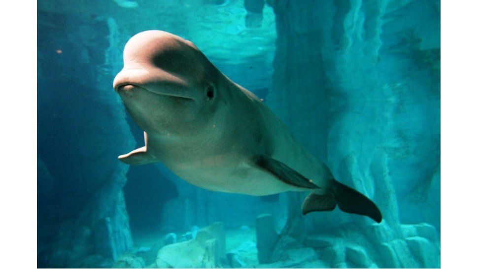 Ballena beluga
