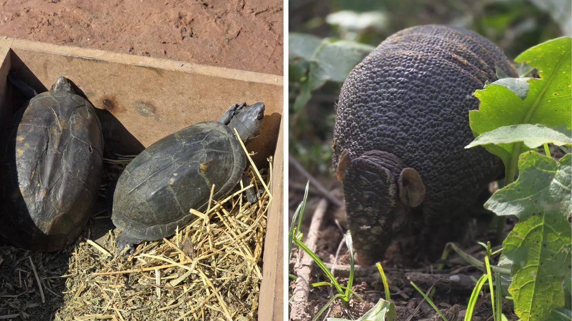 liberaron a un quirquincho y a un grupo de tortugas de agua dulce en palma sola