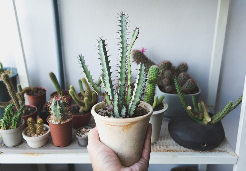 Cuáles son las plantas para atraer buena energía en el hogar.&nbsp;